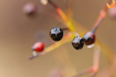 Parlak ve kararmış gül kalçaları, ıslak çürük gül kalçaları, yağmurdan gelen ıslak kara böğürtlenler, kahverengi arka plan, Rosa Canina