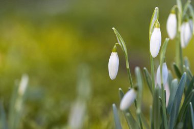 İlkbaharda çok kar damlası, yeşil arka planla çevrili bir çayırda kar damlası, çiçek çayırında parlayan güneş, yumuşak arka plan, erken açan beyaz çiçekler, Galanthus.