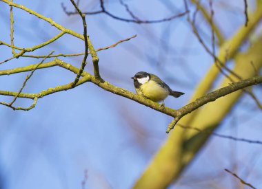 Great tit high up on a branch, a great tit crouching,blue background, branches, bird with black head, Parus major
