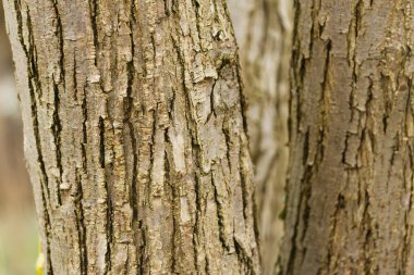 Katsura ağacının kabuğu, ince dikey çizgiler ve oyuklar, ağaç kabuğundaki oyuklar, gri-kahverengi yapı, ahşap yapı, ince lifler, Cercidiphyllum japonicum