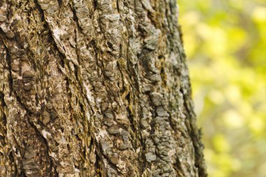 Douglas köknar dokusu, nemli ağaç kabuğu, kahverengi, kaba ve Douglas köknar ağacı deseni, Pseudotsuga menziesii, derin çizgiler, kaba yüzey
