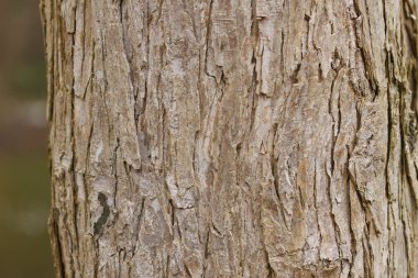 Katsura ağacı kabuğu, ahşap yapı, ince dikey çizgiler ve oyuklar, ağaç kabuğundaki oyuklar, gri-kahverengi yapı, ince lifler, Cercidiphyllum japonicum