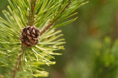 Çam kozalağı pullarına yakın çekim, yumuşak yeşil arka plan, kozalağa yakın çekim, çam iğneleri, çam ağacı