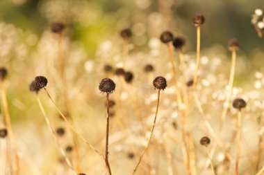 Güneşte solmuş kahverengi çiçekler, kurumuş bitkilerin yeşil arka planı, bej arka plan, vahşi çayır.
