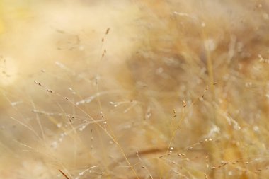Kahverengi çayır, solmuş çimen dolu çayır, solmuş kahverengi çimen yaprakları, bıçaklardaki tohumlar, bulanık kahverengi arka plan, bej yumuşak arka plan