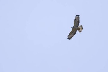 Gökyüzünde kanatları olan bir akbaba, tüyleri hafif bir akbaba, akbabanın geniş kanat açıklığı, avını arayan bir yırtıcı kuş, Buteo buteo