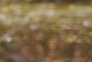 Uçan turuncu yusufçuk kahverengi arka planda, uçan bir yusufçuk, kanatlı böcek, turuncu yusufçuk, arka planda bokeh