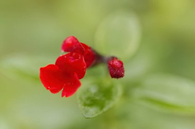 İki pembemsi kırmızı çiçek ve frenk üzümü tomurcuklu su damlacıkları, yağmur damlalı kırmızı-pembe çiçek, yumuşak yeşil arkaplan, Salvia mikro-fizlla