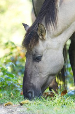 Otların üzerinde başı otlayan bir midilli, dikey, kahverengi gözlü gri-kahverengi bir at, vahşi doğada koyu kahverengi bir Konik atı yelesi, Equus ferus caballus dikey