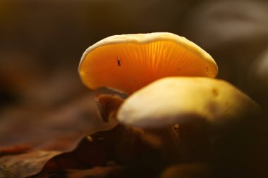 Beyaz bir mantarın üzerindeki küçük sivrisinek miselyum orman zeminine karışıyor, solungaçlar yumuşak ışıkta parlıyor, büyük bir başlıkta sivrisinek parlıyor, solungaçlar ışıkta parlıyor, orman zemininde sonbahar renkleri parlıyor, miselyum parlıyor.