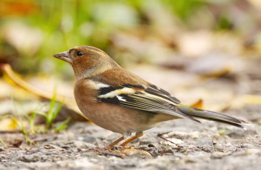 Yandan bir santimetre, yakın gaga, yolda bir santimetre, renkli tüyler, renkli bir papatyanın yakın çekimi, yaya yolunda ötücü bir kuş, Fringilla Coelebs