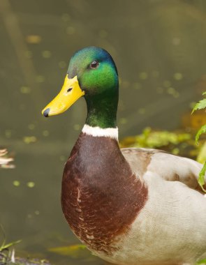 Dikey bir drake portresi, çürük bir ağaç gövdesinde yeşil tüyleri olan bir drake, bir yaban ördeğinin tatlı bakışları, nazik bakışlı bir erkek yaban ördeği, Anas platyrhynchos dikey