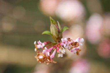 Çiçek açan ağaç, pembe tomurcuklu dal ve narin çiçekler, çiçekli ağaç, bej arka plan, ilkbaharda açan yapraklı pembe tomurcukların yakın çekimi