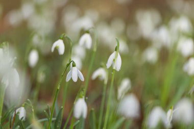 Beyaz yapraklı kardelen dolu çayır, yeşil ve beyaz arka plan, çiçek açan beyaz kardelenli çayır, arka planda bokeh, Galanthus