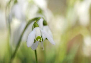 Güzel kardamlaları, çayırdaki iki kardelen, kardelen çiçekleri, yeşil ve beyaz arka plan, beyaz bir çiçek başı, beyaz kartopu tomurcuğu, Galanthus