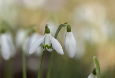 Çiçek açan bir kar tanesi ve bir tomurcuk, iki kardelen, biri kapalı ve biri açık, yeşil ve beyaz arkaplan, bir kar tanesi, Galanthus.