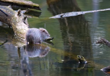 Yandan açık renkli coypu, Coypu 'nun hafif kürkü, Coypu' nun yarı açık gözü, göldeki ağaç kütüğü, gri-beyaz kürk Myocastor coypus, göletteki kemirgen, coypu Myocastor coypus