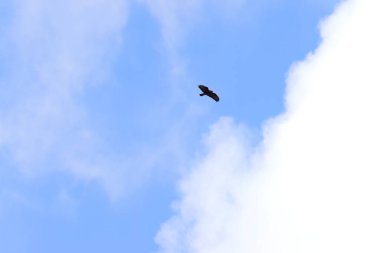 Gökyüzünde kanatları olan akbaba, geniş bulut ve mavi gökyüzü, akbabaların geniş kanat genişliği, uçmakta olan akbaba, mavi gökyüzü, avını arayan yırtıcı kuş, Buteo buteo