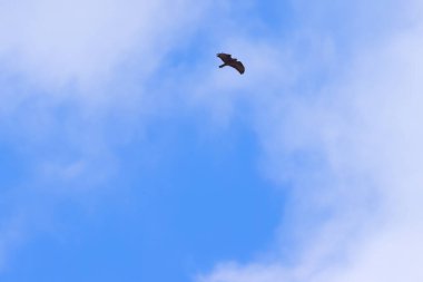 Gökyüzünde kanatları açık bir şahin, birkaç bulut ve mavi gökyüzü, akbabaların geniş kanat genişliği, büyük kanatlı akbaba, mavi gökyüzü, avını arayan yırtıcı kuş, Buteo buteo