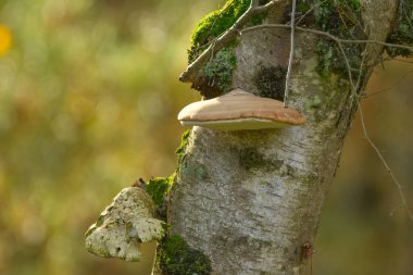 Büyük süngerimsi sarımsı kahverengi mantar ağaç kabuğunun etrafında yosun ve yeşilimsi sarı bokeh, ağaç kabuğunda büyüyen sünger, yosun ve bej sarısı mantarlı ağaç, miselyum, yumuşak bokeh