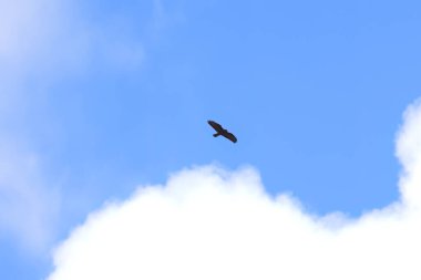 Büyük bulut ve mavi gökyüzü, büyük kanat genişliğinde akbabalar, büyük kanatlı akbaba, mavi gökyüzü, avını arayan yırtıcı kuş, Buteo buteo, gökyüzünde yüksek kanatları olan şahin