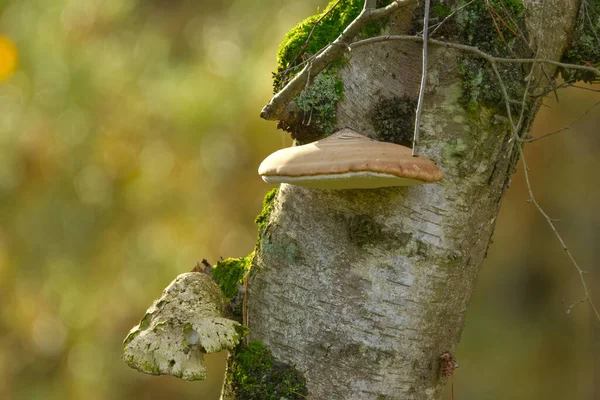 Büyük süngerimsi sarımsı kahverengi mantar ağaç kabuğunun etrafında yosun ve yeşilimsi sarı bokeh, ağaç kabuğunda büyüyen sünger, yosun ve bej sarısı mantarlı ağaç, miselyum, yumuşak bokeh