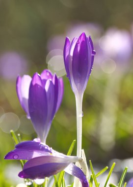 Su damlacıklı güzel timsahlar, bükülmüş mor kruvazörler, güneşte yarı açık mor yapraklı mor timsahlar, menekşe çiçeklerindeki yağmur damlaları, yumuşak bokeh, dikey kruvaze