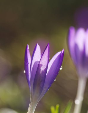 Dikey olarak su damlacıkları ile çevrili tek bir kruvazör, timsahların üzerinde parlayan yumuşak güneş ışığı, ışıkta parlayan su damlacıkları, dikey olarak yeşil arka plan,