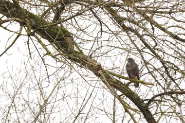 Çıplak bir ağaçta akbaba, beyaz bir arka planda akbaba, gri gökyüzü, kasvetli kış günü, dalda bir yırtıcı kuş, Buteo buteo