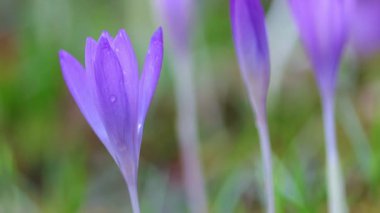 Yağmurlu bir kır çiçeğinin mor yaprakları, arka planda mor tomurcuklar, rüzgarda hafifçe açan çiçekli timsahlar, mor çiçekler, yeşil arka plan, krokus.