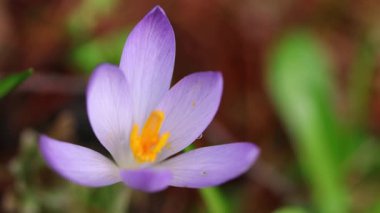 Mor kır çiçekleri ve turuncu polen lekeleri rüzgarda esen açık mor yapraklı mor timsahlar, mor çiçek, yeşil arka plan, krokus.