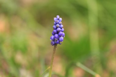 Tek üzümlü sümbül çiçekleri, mavi-mor çiçeklere yakın plan, yeşil çimlerle çevrili mavi muscari çiçekleri, yeşil bokeh, bahçede erken açan çiçekler, sapında küçük mor üzümler