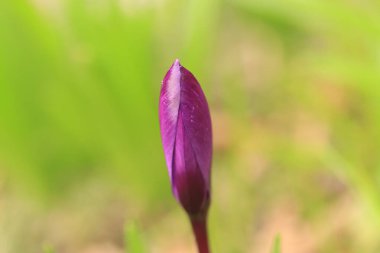 Yeşil arka planda tek bir menekşe tomurcuğu, mor timsahlar hala kapalı, mor çiçeklerde yağmur damlaları, yeşil arka plan, crocus