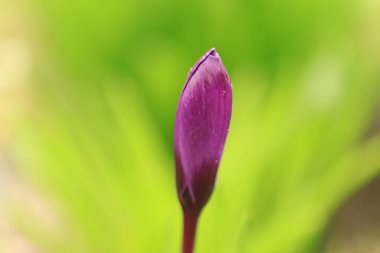 Yeşil arka planda mor tomurcuk, mor timsahlar hala kapalı, mor çiçeklerde yağmur damlaları, yeşil arka plan, crocus