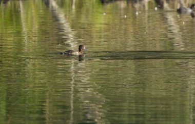 Uzaktan gelen dişi ördek, kıvılcımlı yeşil bir göl, gün ışığında ördek, dalgalı yeşil su yüzeyi, cennet gibi göl, Aythya fuligula