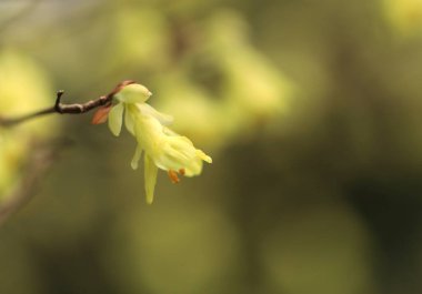 Çiçek açan ağaç, hala kapalı çiçekli dal, çiçekli ağaç, turuncu-sarı karaçam, yumuşak sarı-yeşil arka plan, ilkbaharda yapraklar