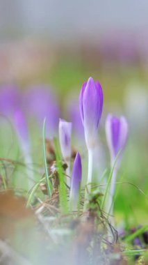 Rüzgarda sallanan güzel timsahlar, hala kapalı mor timsahlar, çayırda mor çiçekler, yeşil arka plan, dikey kruvazör.
