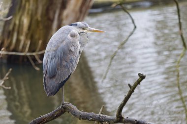 Gölün kenarındaki ağaç kütüğünde tek bir gri balıkçıl, gri balıkçıl tüyüne yakın plan, uzun sarı gaga, arka planda gölet, büyük gri bir kuş, Ardea cinere