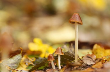 Parlak şapkalı üç kahverengi mantar yağmurdan ıslak mantar renkli arka plan, orman zemininde sonbahar yaprakları, miselyum
