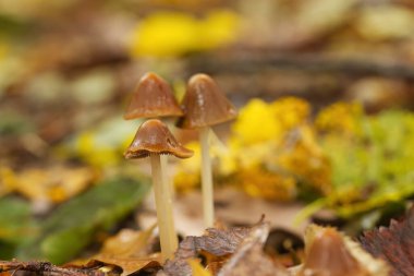 Parlak şapkalı üç kahverengi mantar yağmurdan ıslak mantar renkli arka plan, orman zemininde sonbahar yaprakları, miselyum