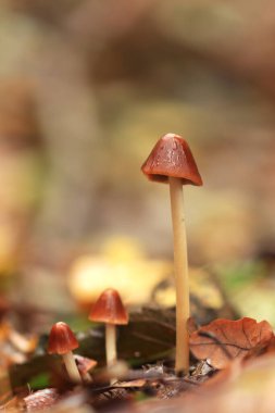 Dikey olarak üç kahverengi mantar, parlak şapkalar, yağmurdan nemli kahverengi mantarlar, renkli arka plan, orman zemininde sonbahar yaprakları, dikey olarak miselyum