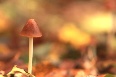 Parlak şapkalı kahverengi mantar yağmurdan dolayı ıslak kapaklı kahverengi mantar renkli arka plan orman zemininde sonbahar yaprakları miselyum.