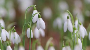 Kardelen tomurcuklarıyla dolu çayır, bir sürü beyaz çiçekli çimen, kardelen tomurcukları ve çiçekler her yerde, yumuşak arkaplan, Galanthus,