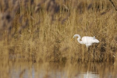 Kıyıdaki kuru sazlıklar arasında büyük beyaz balıkçıl, kahverengi sazlar arasında gizlenen büyük beyaz balıkçıl, büyük beyaz kuş, sarı gaga, güneşli gün, Ardea alba