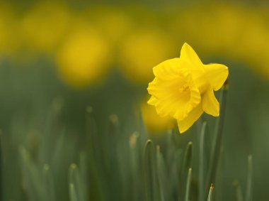 Sarı Narcissus 'u yeşil arkaplanlı yakın plan, nergis çiçeğine yakın çekim, çiçek açan nergis, güzel sarı çiçekli çayır fotokopi alanı