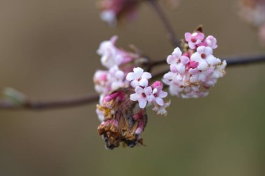 Küçük beyaz, hafif pembe kokulu kartopu çiçekleri dallarda narin bireysel çiçekler, gri kahverengi arka plan, kışın açan bitki, Viburnum farreri, Farrer kar