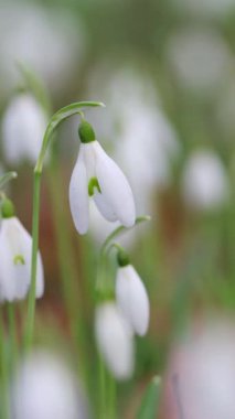 beyaz tomurcuklu çok narin kar damlası; hafif meltemde sallanan kar damlaları; yumuşak arkaplan; beyaz erken açan çiçekler; Galanthus, dikey
