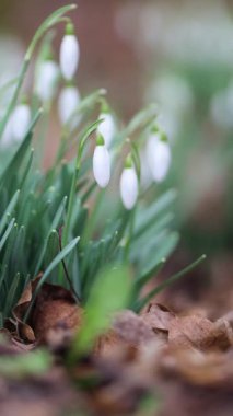 Hassas kar damlalarıyla dolu bir çayır, erken açan beyaz çiçeklerle kaplı bir orman zemini, hala kapalı kar damlaları, rüzgarda usulca sallanan sallanan kar damlaları; beyaz erken açan çiçekler; Galanthus, dikey