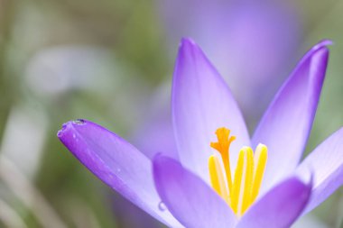 Bir kır çiçeğinin içine yakın çekim, krokus lekesine yakın çekim, mor yapraklar, turuncu damga, böcekleri cezbeder, mor gradyan, yeşil arka plan, krokus