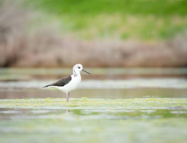 Close up of Pied stilt or Poaka wading in lake margins